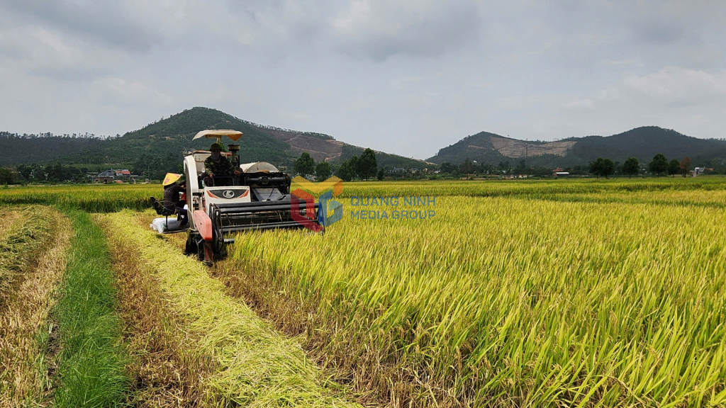 Nông dân trong tỉnh phấn khởi thu hoạch vụ lúa xuân.