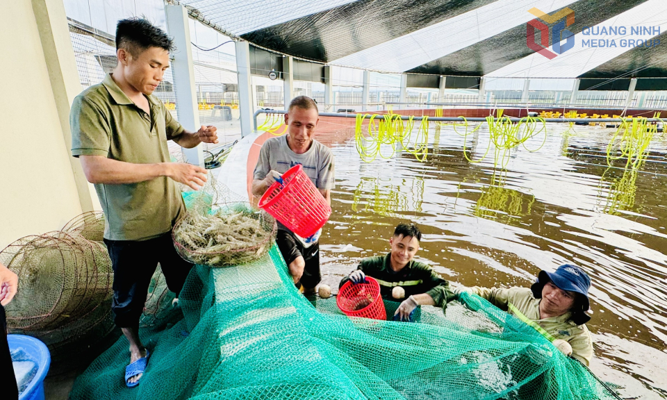 Thu hoạch tôm thương phẩm tại HTX nuôi tôm công nghệ cao Cẩm Phả. Ảnh: Mạnh Trường