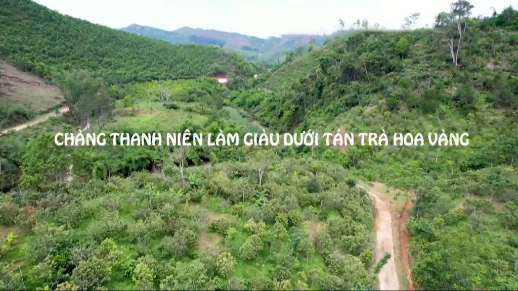Chàng thanh niên làm giàu dưới tán trà hoa vàng