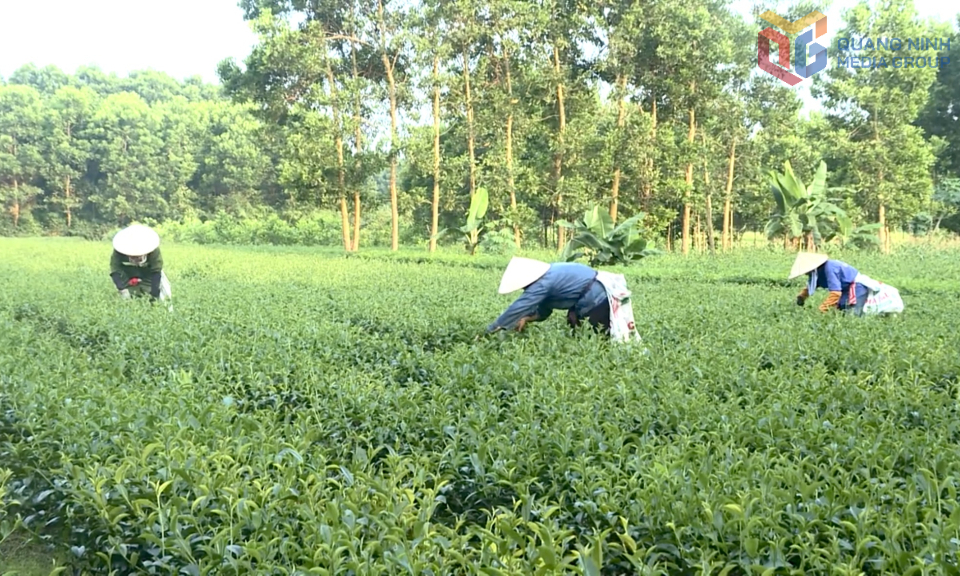 Xây dựng nông thôn mới ở Hải Hà