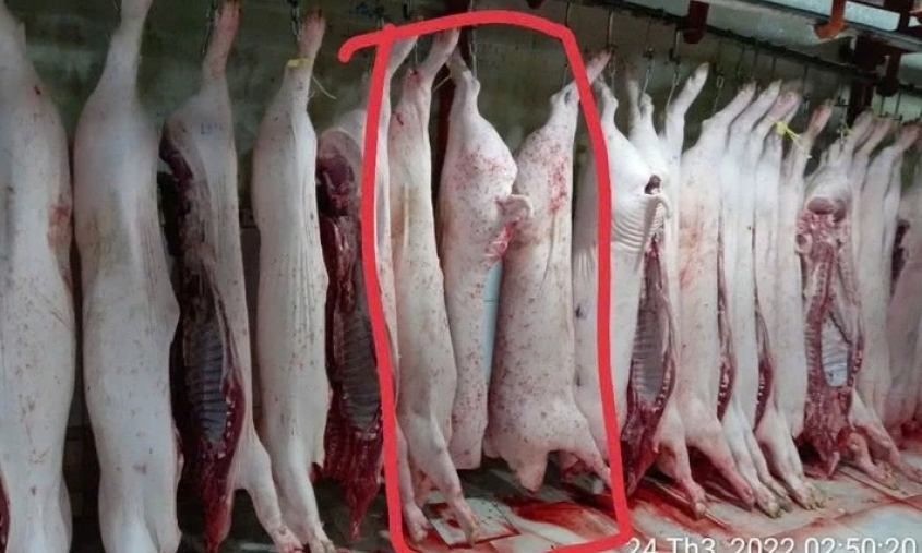 Người 'tố' Công ty C.P. bán thịt heo bệnh tiếp tục cung cấp hình ảnh cho cơ quan chức năng