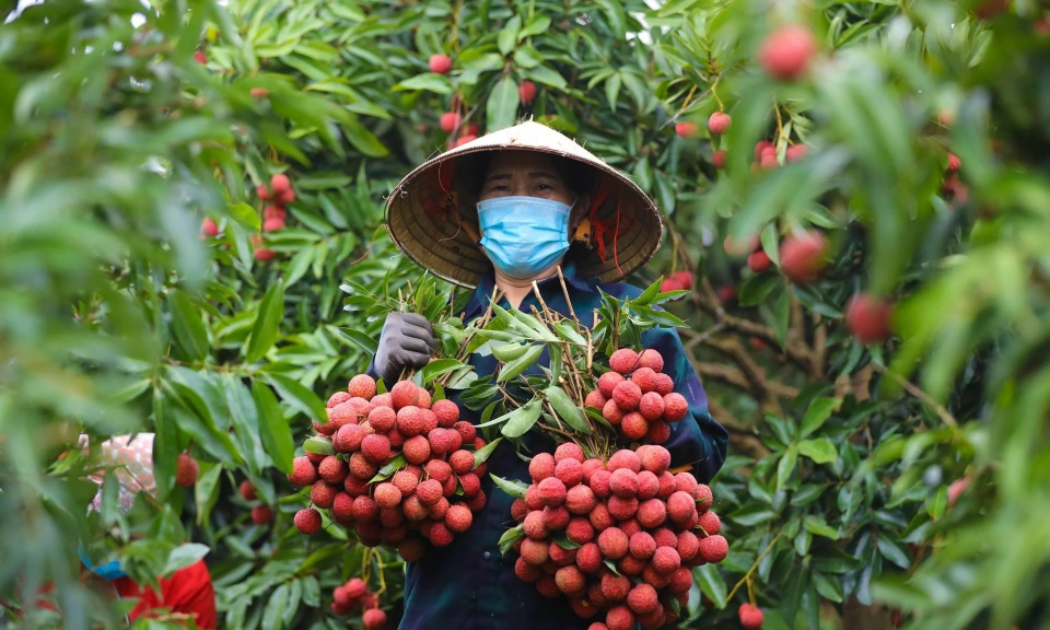 Bản tin Vùng Đông Bắc ngày 8/6/2025