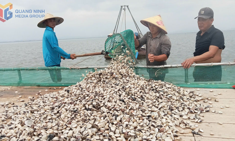 Huyện Hải Hà: Đẩy nhanh tiến độ giao, cho thuê mặt nước, bãi triều NTTS