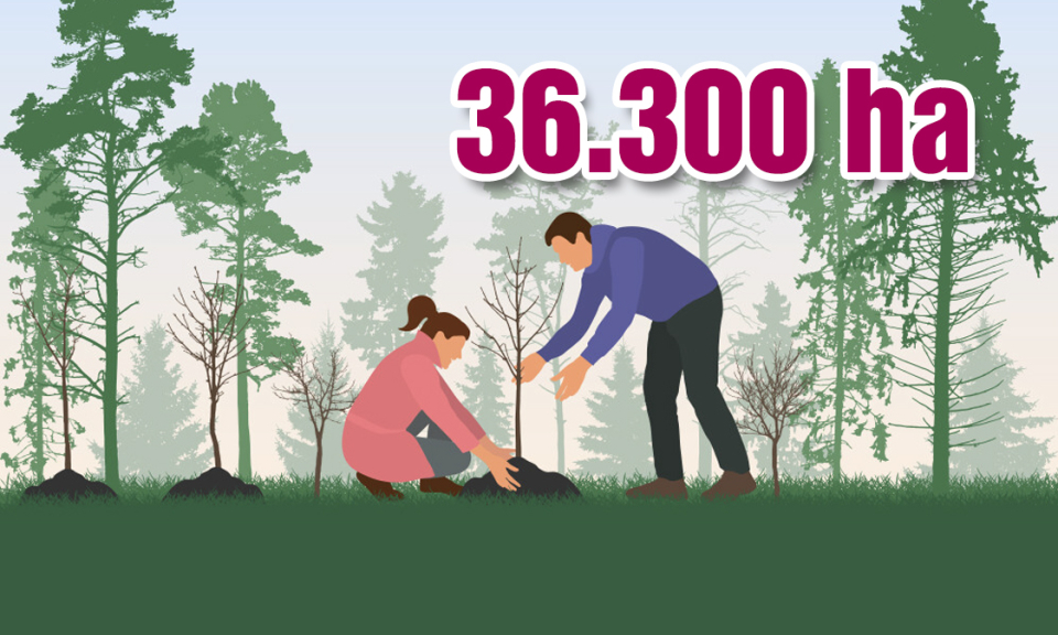 36.300 ha - là diện tích rừng trồng trên toàn tỉnh đã được cấp chứng chỉ quản lý rừng bền vững FSC