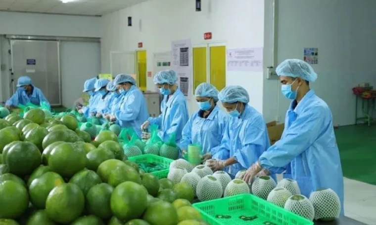 Lý do xuất khẩu rau quả sụt giảm mạnh