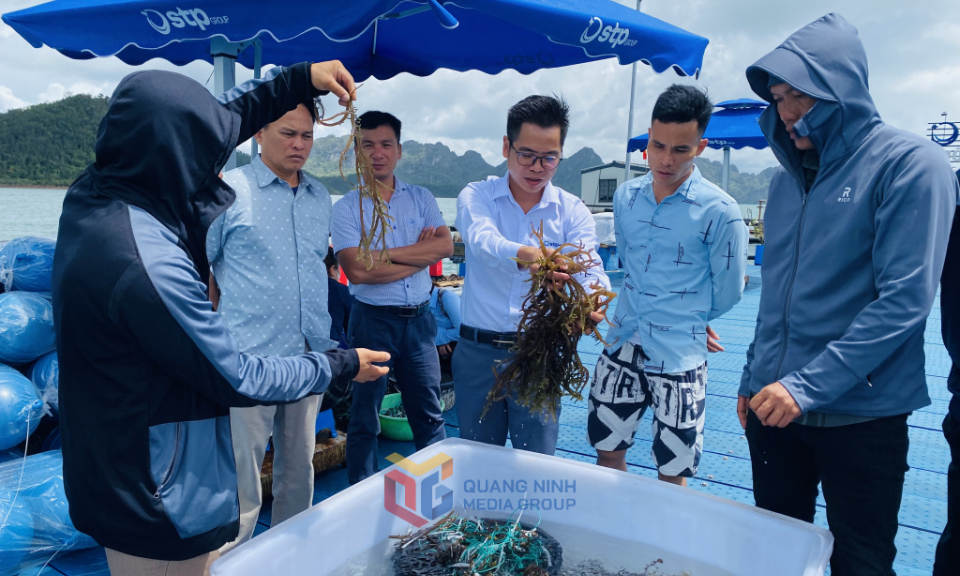 Xây dựng chuỗi giá trị khép kín rong sụn xuất khẩu bền vững