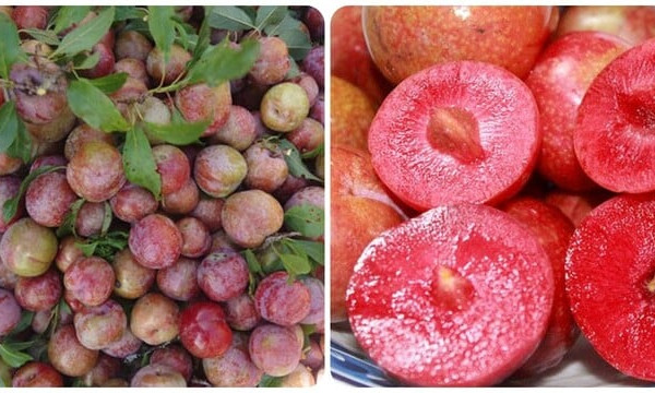 5 nhóm người nên hạn chế ăn quả mận