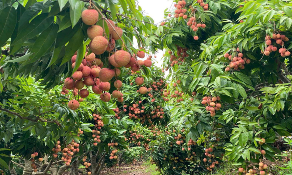 Bản tin vùng Đông Bắc ngày 15/6/2025