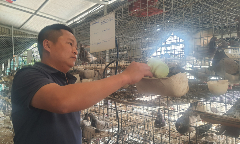 Phát triển bền vững với mô hình nông nghiệp tuần hoàn
