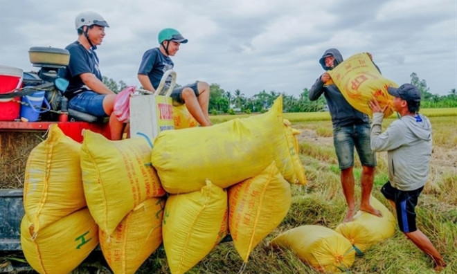 Việt Nam’s rice export prices fall nearly 19 per cent despite growing volume
