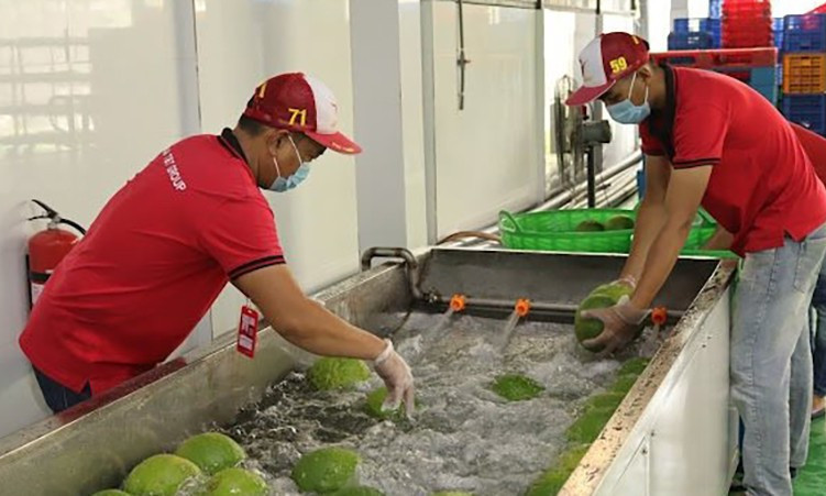 Đa dạng thị trường tiêu thụ rau quả