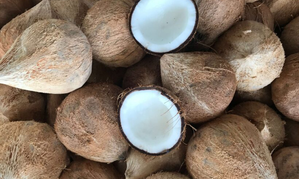 Nhập khẩu dừa chế biến tăng 11,3 lần