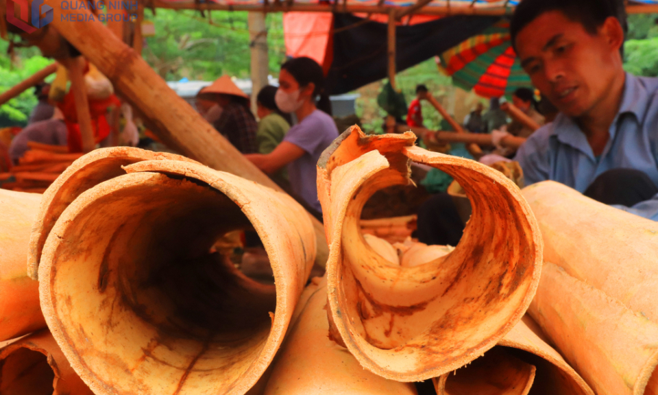 Mùa quế rộn ràng trên rẻo cao Bình Liêu