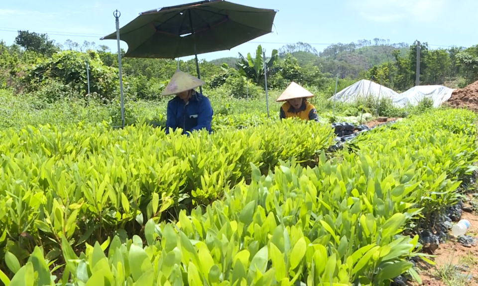 Ưu tiên cho nhiệm vụ trồng rừng