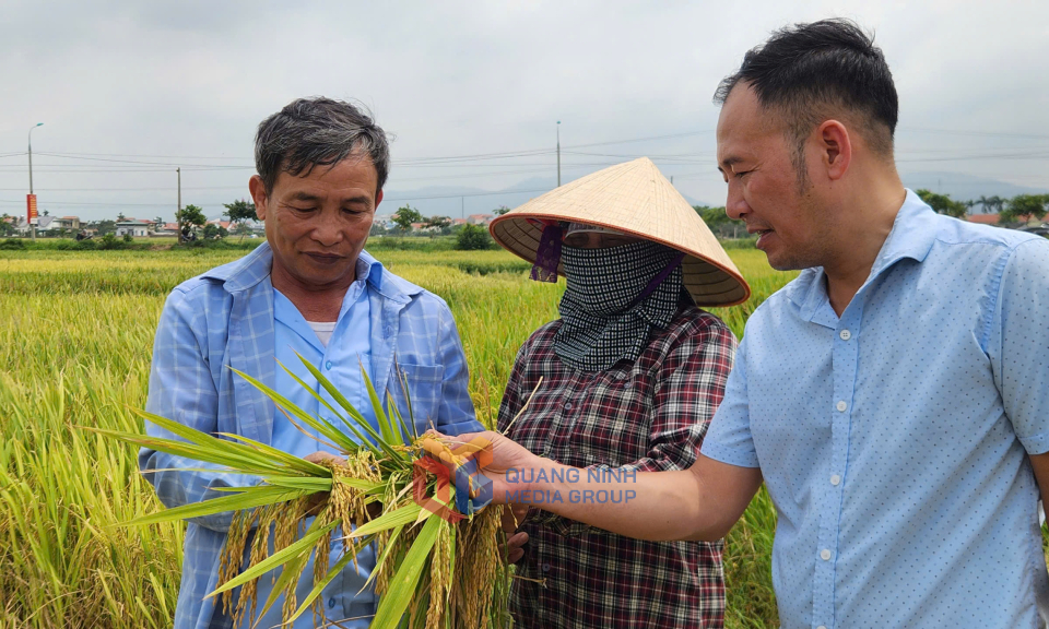 Tập trung thu hoạch vụ lúa xuân