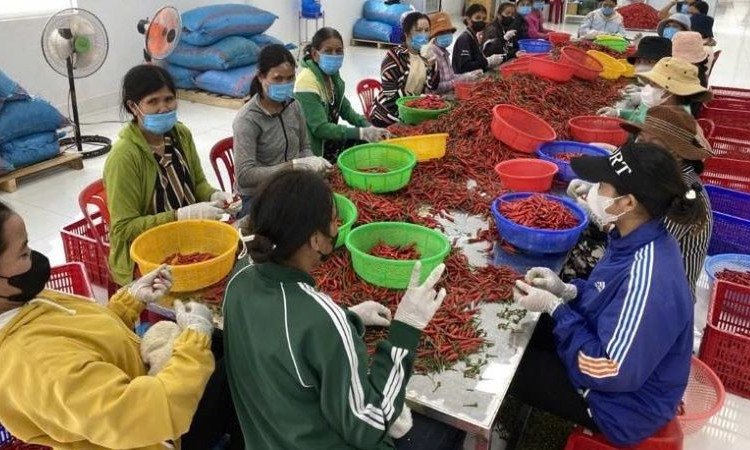 Tổng điều tra nông thôn, nông nghiệp 2025 sẽ bắt đầu từ ngày 1/7/2025