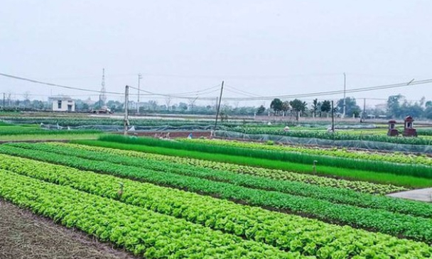 Có phải xác nhận lại hạn sử dụng đất trước khi chuyển nhượng, tặng cho?