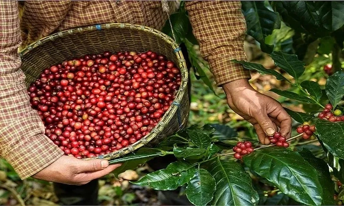 Từ cà phê đến công nghệ cao: Xuất khẩu Việt Nam vẽ đường đi giữa "mây mù" kinh tế