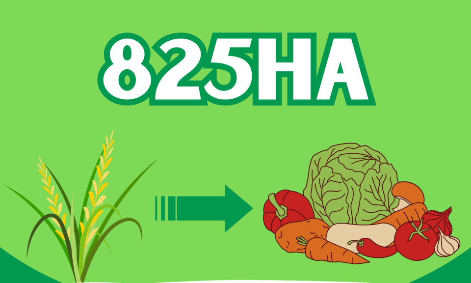 825ha - là diện tích đất trồng lúa kém hiệu quả trên toàn tỉnh được đã được chuyển đổi sang trồng các loại cây có giá trị kinh tế cao hơn
