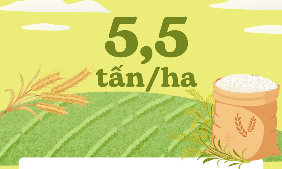 5,5 tấn/ha - là ước tính năng suất bình quân vụ lúa xuân toàn tỉnh năm nay