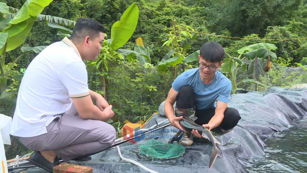 Cá tầm thương phẩm của Hợp tác xã Cá Tầm bản Sẹc Lống Mìn đã đạt kích cỡ 1,5kg/con.