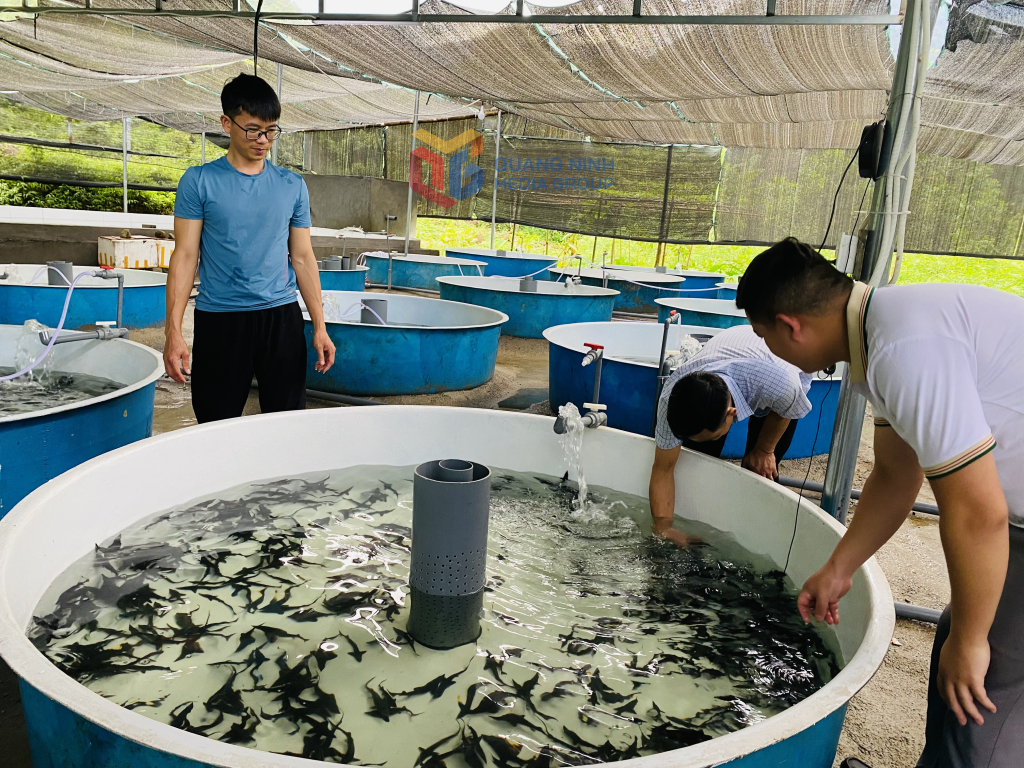 Bể nổi trong nuôi cá tầm nước lạnh có nhiều ưu điểm tận dụng tối đa diện tích, dễ di chuyển.