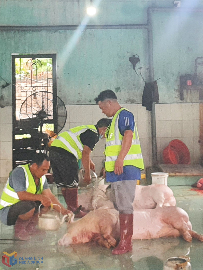 Hoạt động giết mổ lợn tại cơ sở giết mổ GSGC tập trung Thái Hoà (phường Quang Hanh).