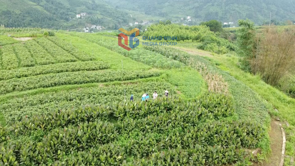 Toàn tỉnh hiện có 67 mã vùng trồng được cấp và duy trì đến thời điểm hiện nay.