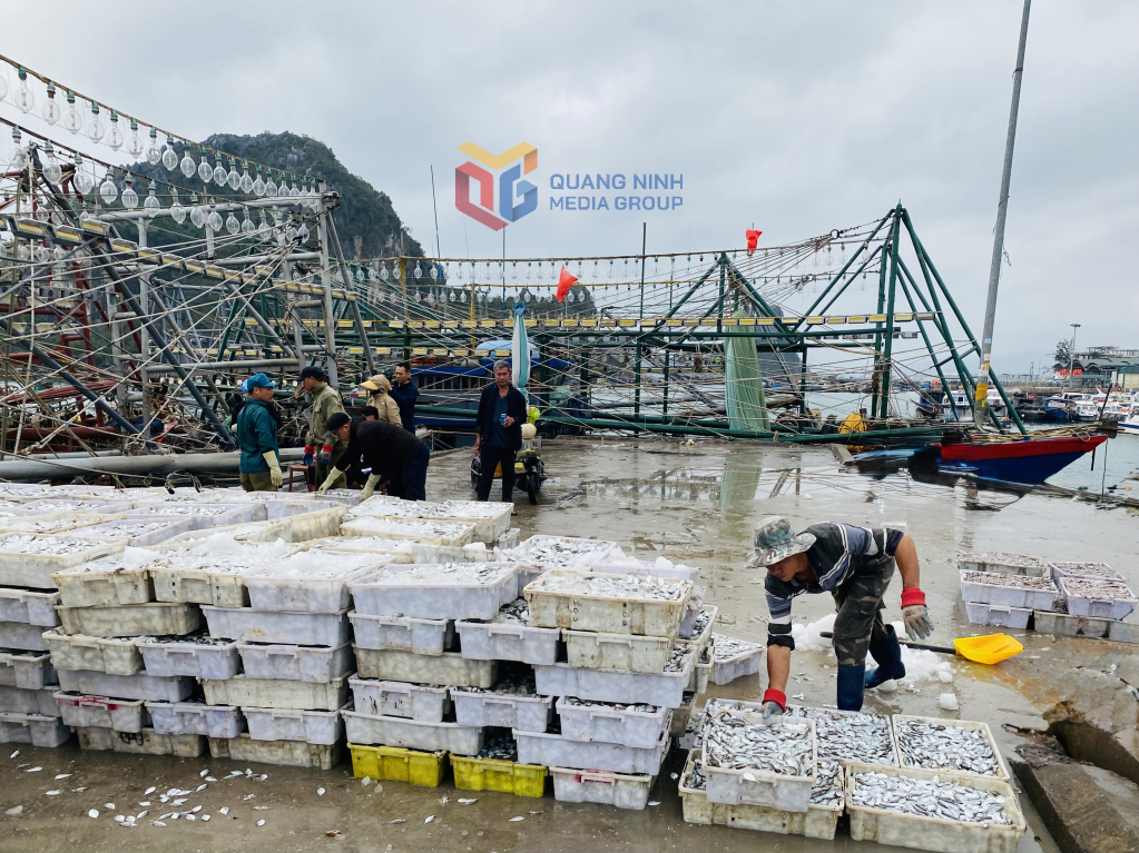 Tàu cá tuyến khơi cập cảng Cá Cái Rồng bốc dỡ thủy sản đánh bắt.