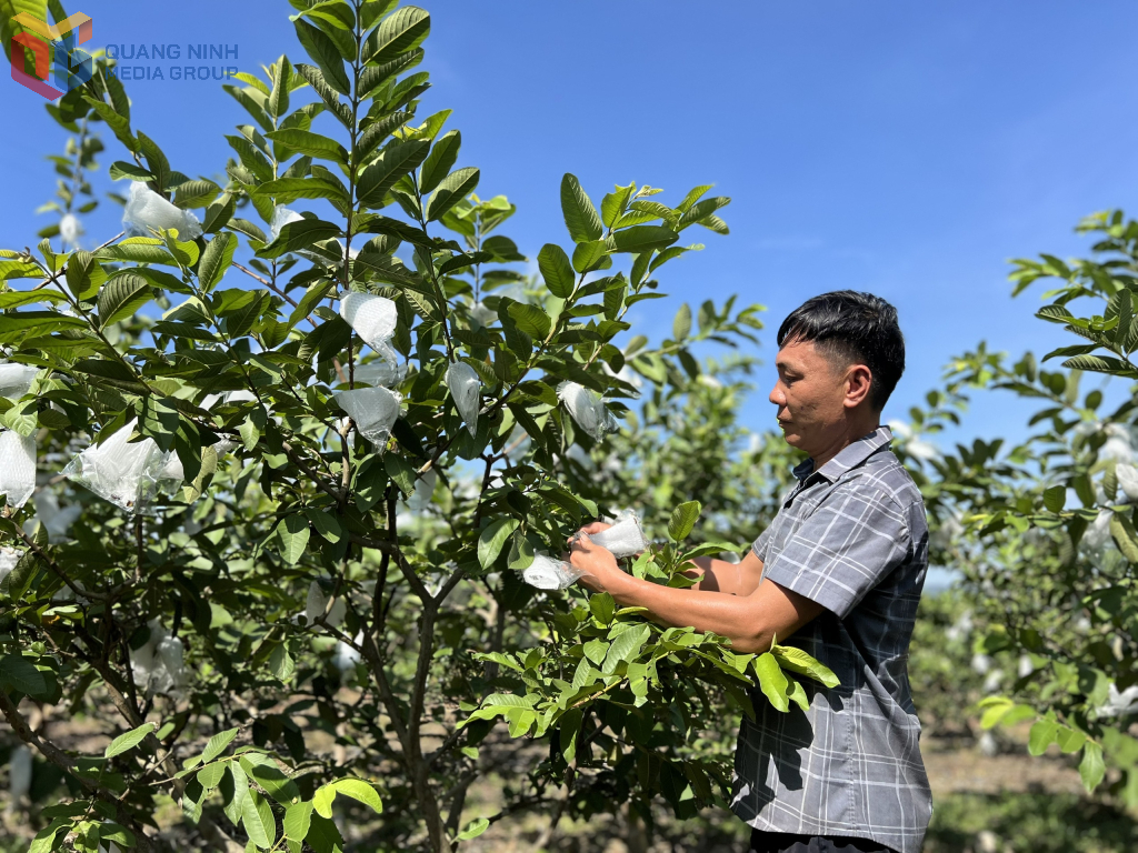 Ổi Đài Loan