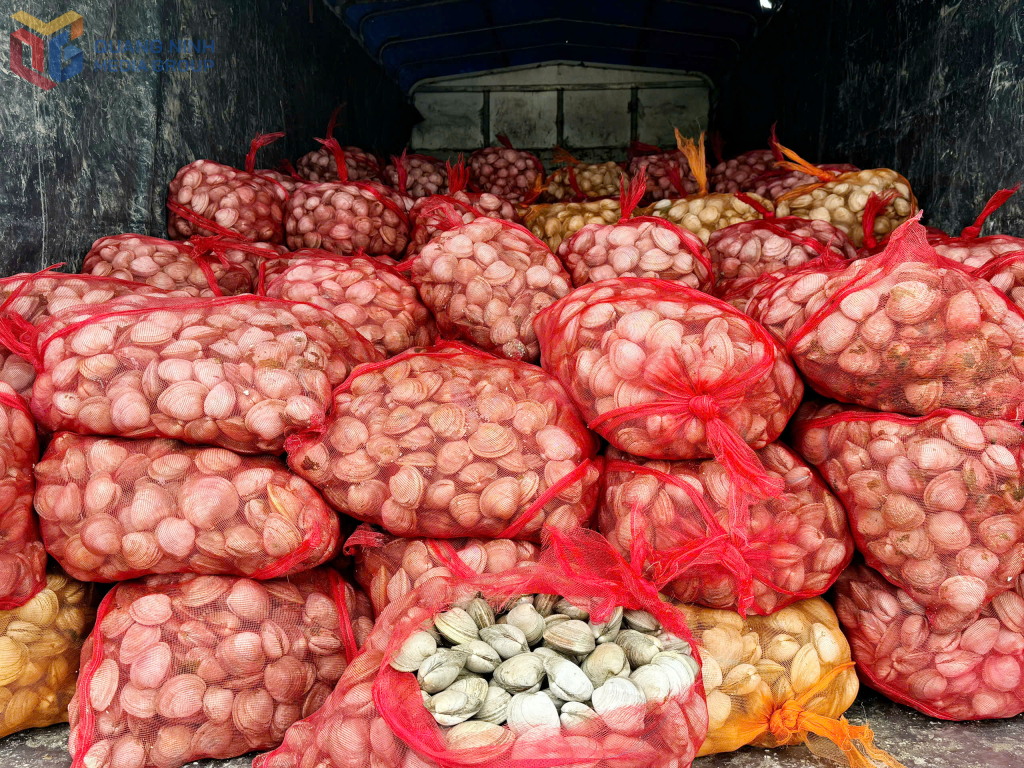 9.100kg ngao không rõ nguồn gốc, xuất xứ bị QLTT thu giữ ngày 28/6/2025.