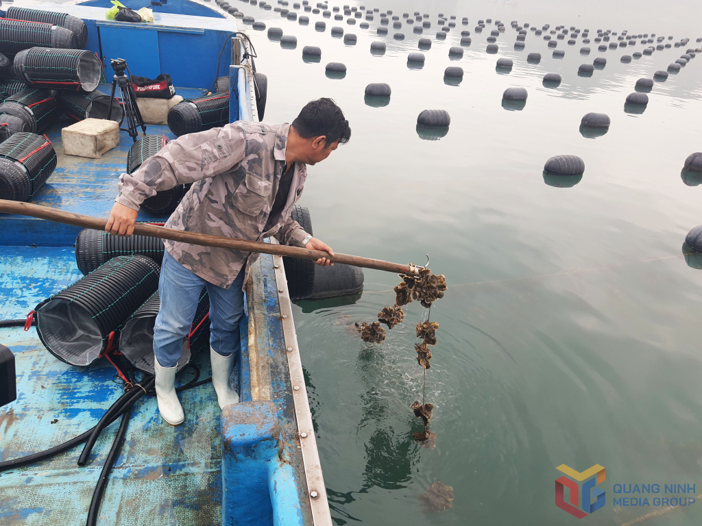 Anh Ngô Nam Trung, Giám đốc HTX thuỷ sản Nam Trung kiểm tra sự phát triển của con hầu nuôi tại vùng biển đặc khu Vân Đồn.