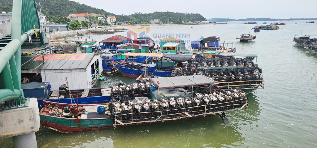 Toàn bộ tàu thuyền hoạt động trên khu vực đảo Thanh Lân (Đặc khu Cô Tô) đã vào nơi tránh trú bão Wipha an toàn. 
