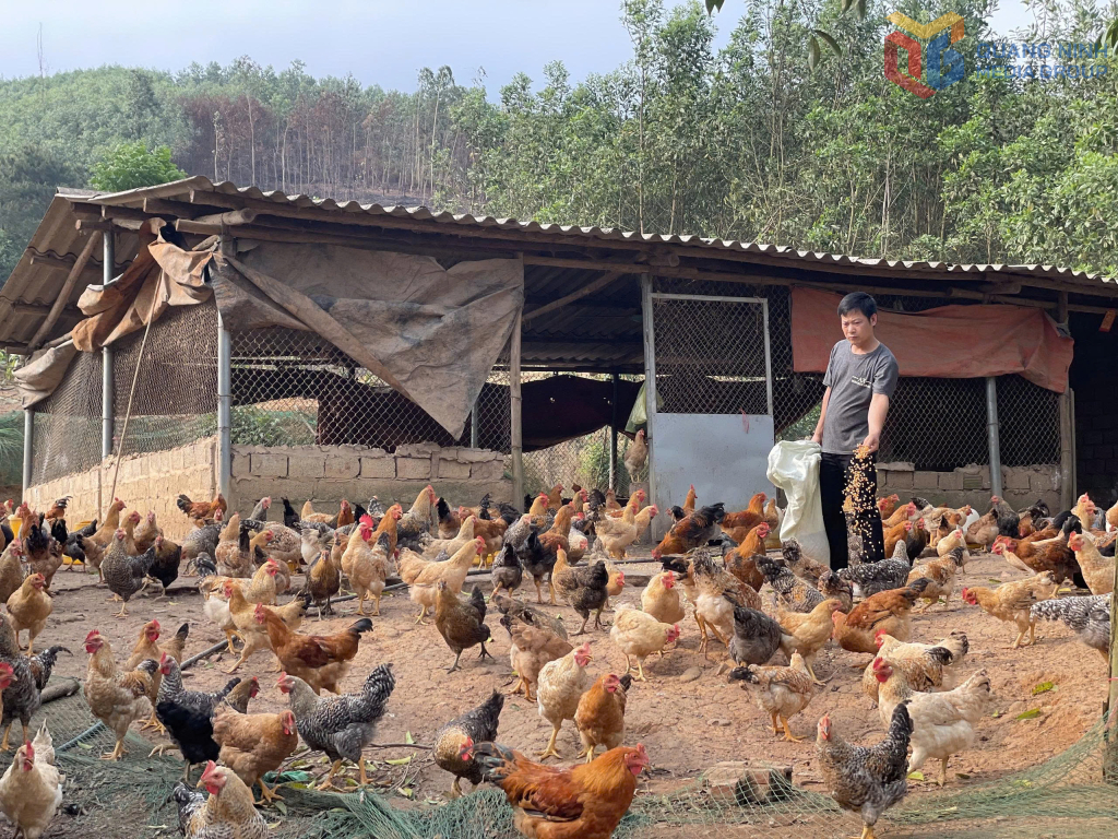 Mô hình nuôi gà Tiên Yên của anh Bế Văn Lỵ.