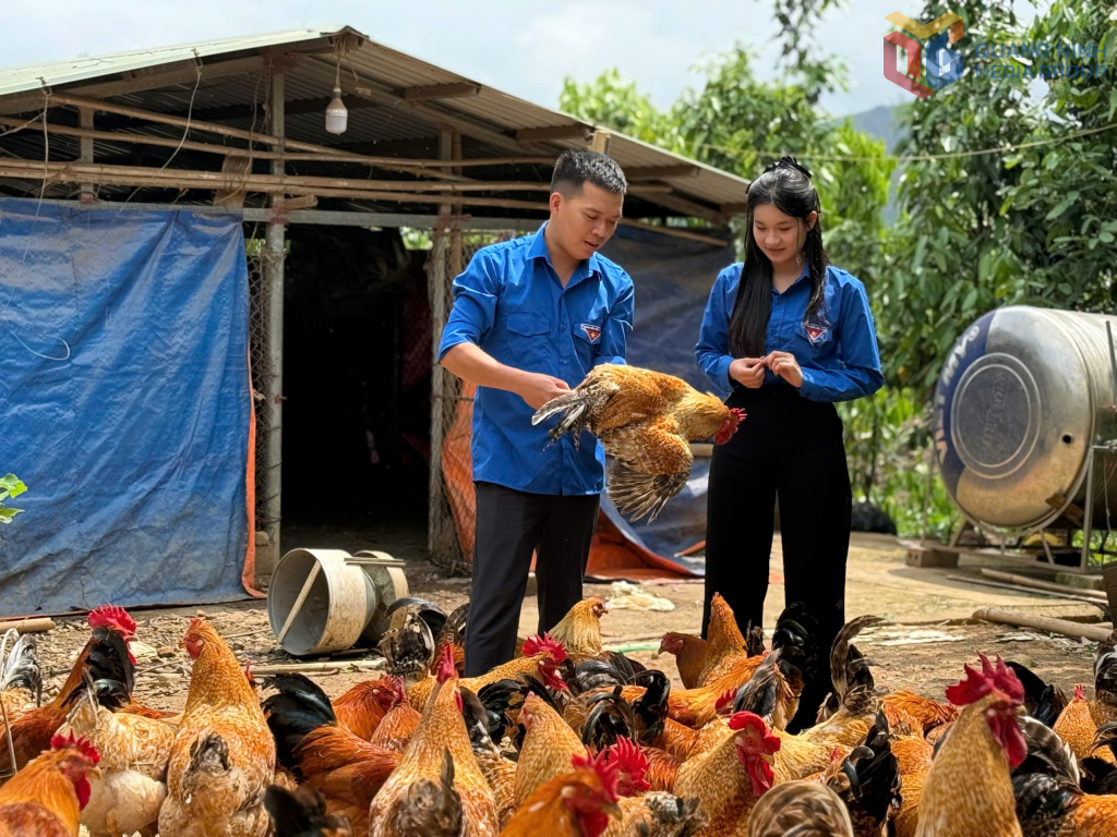 Gà Tiên Yên được nhiều thanh niên vùng cao nhân rộng và nuôi có quy mô.