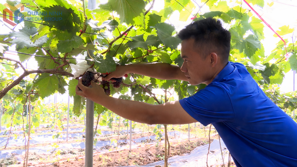 Mô hình trồng nho hạt đen trong nhà lưới tại hộ anh Hoàng Văn Mạnh (xã Kỳ Thượng).