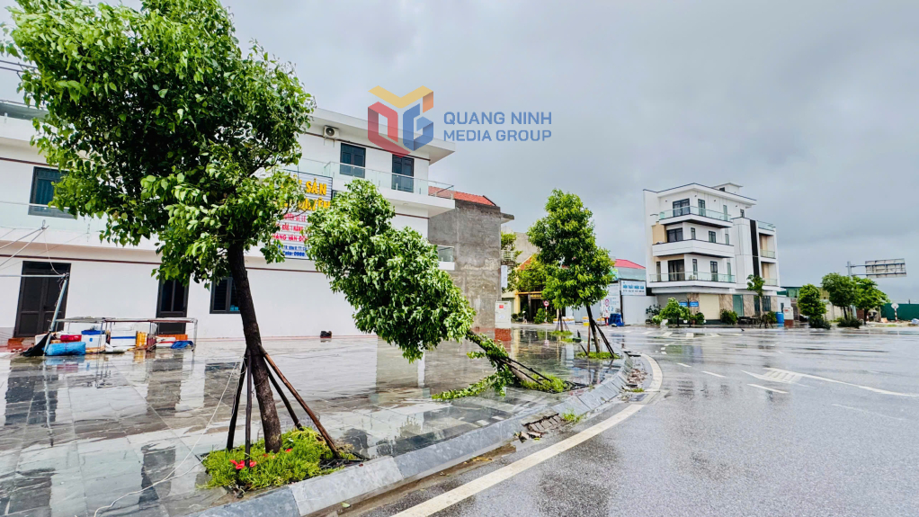 Một số cây xanh bị đổ gãy trên một số tuyến phố của đặc khu Vân Đồn.