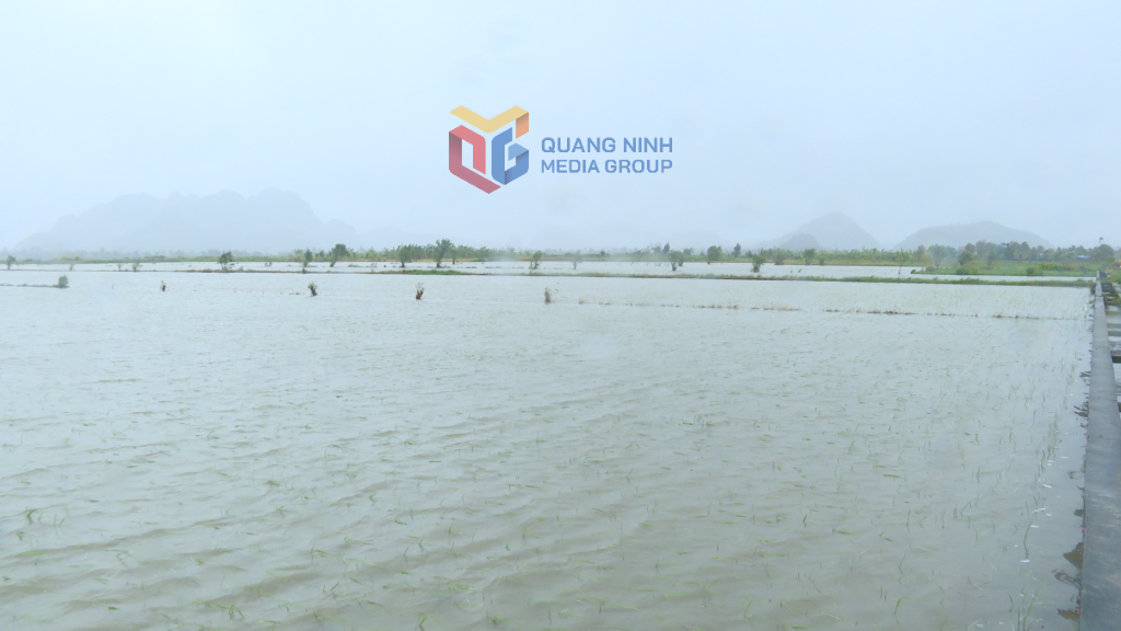 Hàng chục Héc ta lúa mới xuống giống của người dân tại thôn Hoàng Đông, Phường Hoàng Quế bị ngập úng có nguy cơ mất trắng