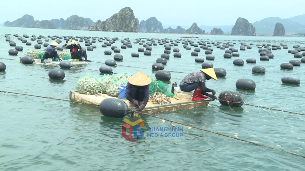 Cảng cá Cái Rồng đón tàu cá vào bốc dỡ hàng hóa đánh bắt.