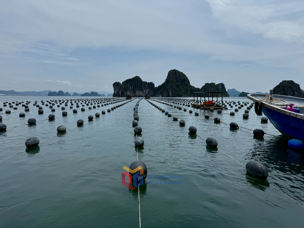 6 tháng đầu năm 2025, giá trị sản xuất của khu vực I nông – lâm – thủy sản của Đặc khu Vân Đồn đạt hơn 1.670 tỷ đồng.