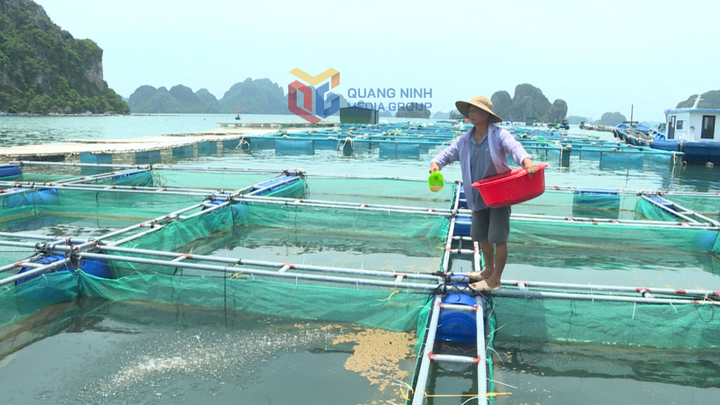 Anh Lò Văn Học – nuôi trồng thủy sản ở khu Hòn Cò đang đầu tư nuôi cá dìa