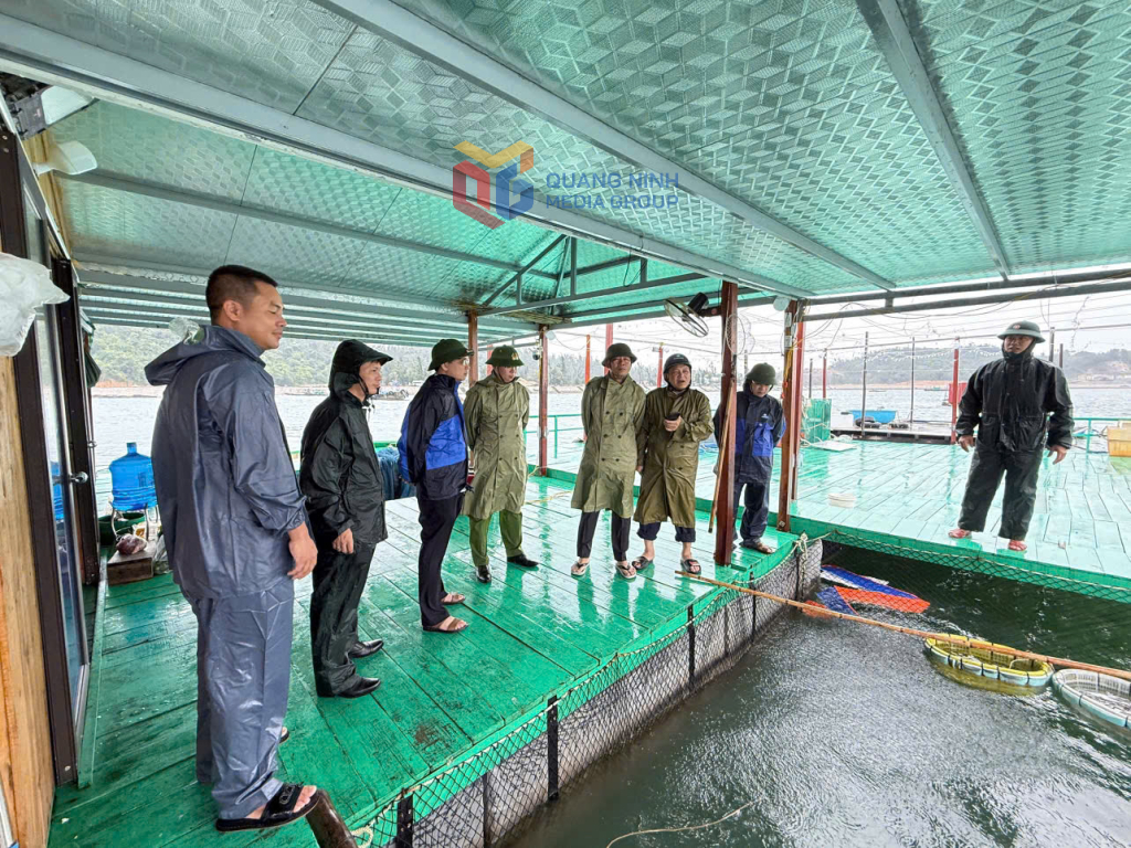 Ban Chỉ huy PCTT&TKCN Đặc khu Cô Tô kiểm tra công tác đảm bảo an toàn đối với các nhà bè nuôi trồng thuỷ sản trên biển trước cơn bão số 3 (Wipha) 