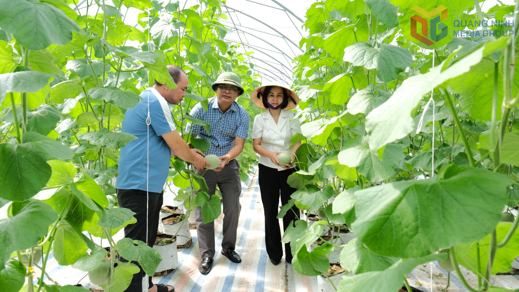 Dưa lưới trong nhà màng đã khẳng định được chỗ đứng trên thị trường