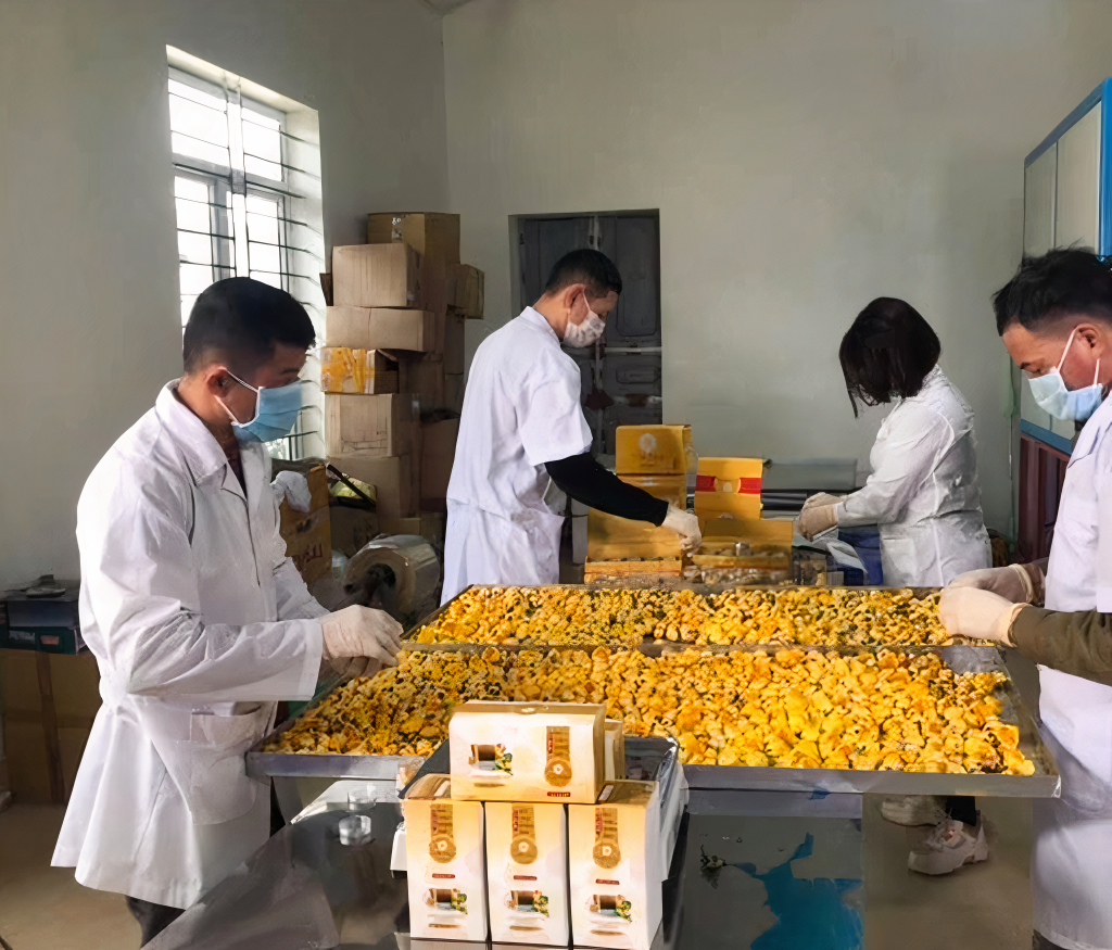 Sản phẩm trà hoa vàng Quy Hoa được áp dụng công nghệ sấy đông lạnh thăng hoa nên giữ được tối đa tinh chất của hoa trà.