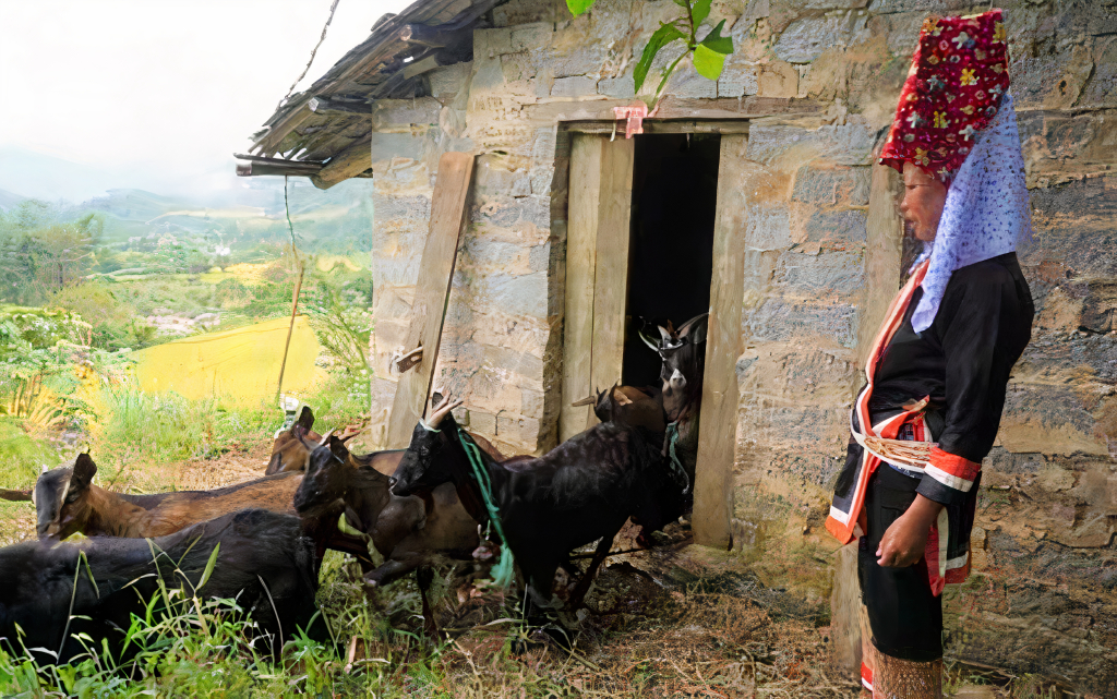 Mô hình nuôi dê sinh sản đã giúp bà con vùng DTTS xã Đồng Văn, huyện Bình Liêu, tỉnh Quảng Ninh dần có cuộc sống ổn định hơn.