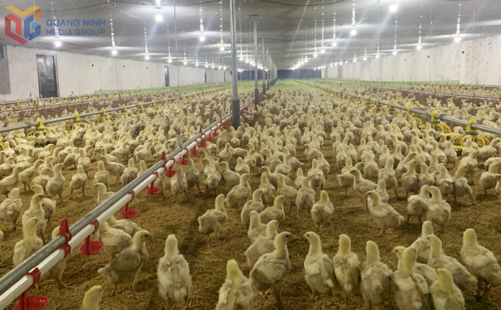 Trang trại chăn nuôi gà của gia đình ông Nguyễn Tôn Quyền, thôn Khe Sú, phường Yên Tử sử dụng trấu để làm đệm lót sinh học. 