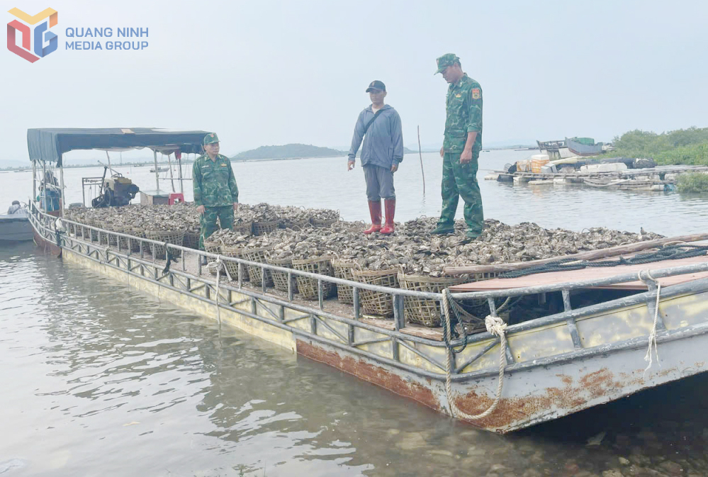 Đồn BP Trà Cổ bắt giữ đối tượng vận chuyển trái phép 4 tấn hàu từ Trung Quốc về Việt Nam ngày 14/7/2025.