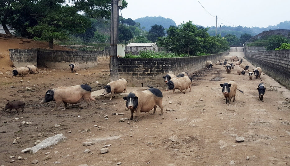 Ảnh với chú thích