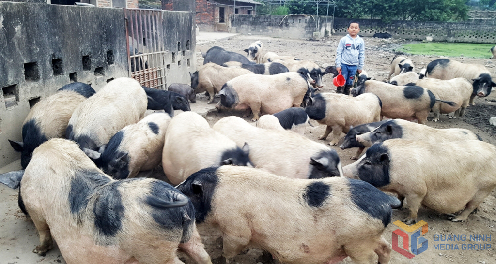 Đàn lợn hương của Công ty CP khai thác khoáng sản Thiên Thuận Tường được nuôi theo phương pháp bán hoang dã.