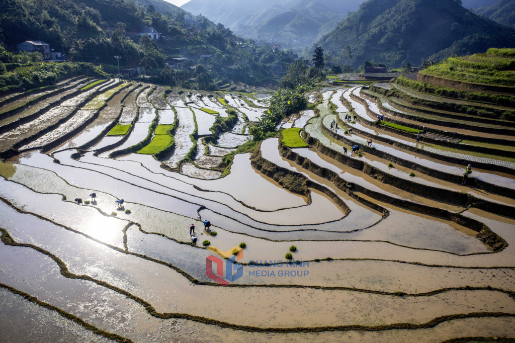 Cánh đồng thôn Khe Ngàn trong nắng sớm.